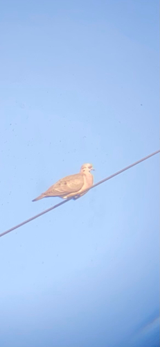 Eared Dove