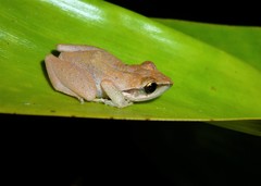 Pristimantis ramagii