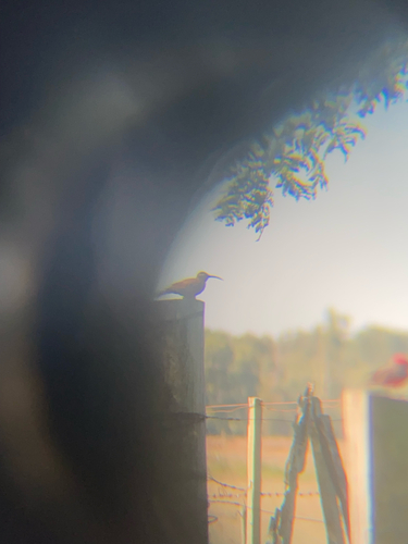 Scimitar-billed Woodcreeper