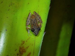 Pristimantis ramagii