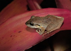 Pristimantis ramagii