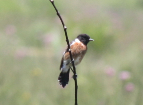 African Stonechat (Saxicola torquatus), photo 2