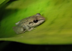 Pristimantis ramagii