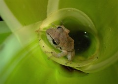 Pristimantis ramagii