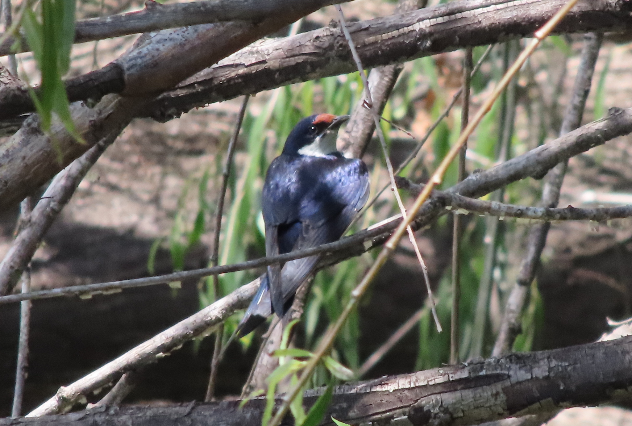 White-throated Swallow (Hirundo albigularis), photo 2