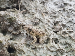 Fejervarya limnocharis