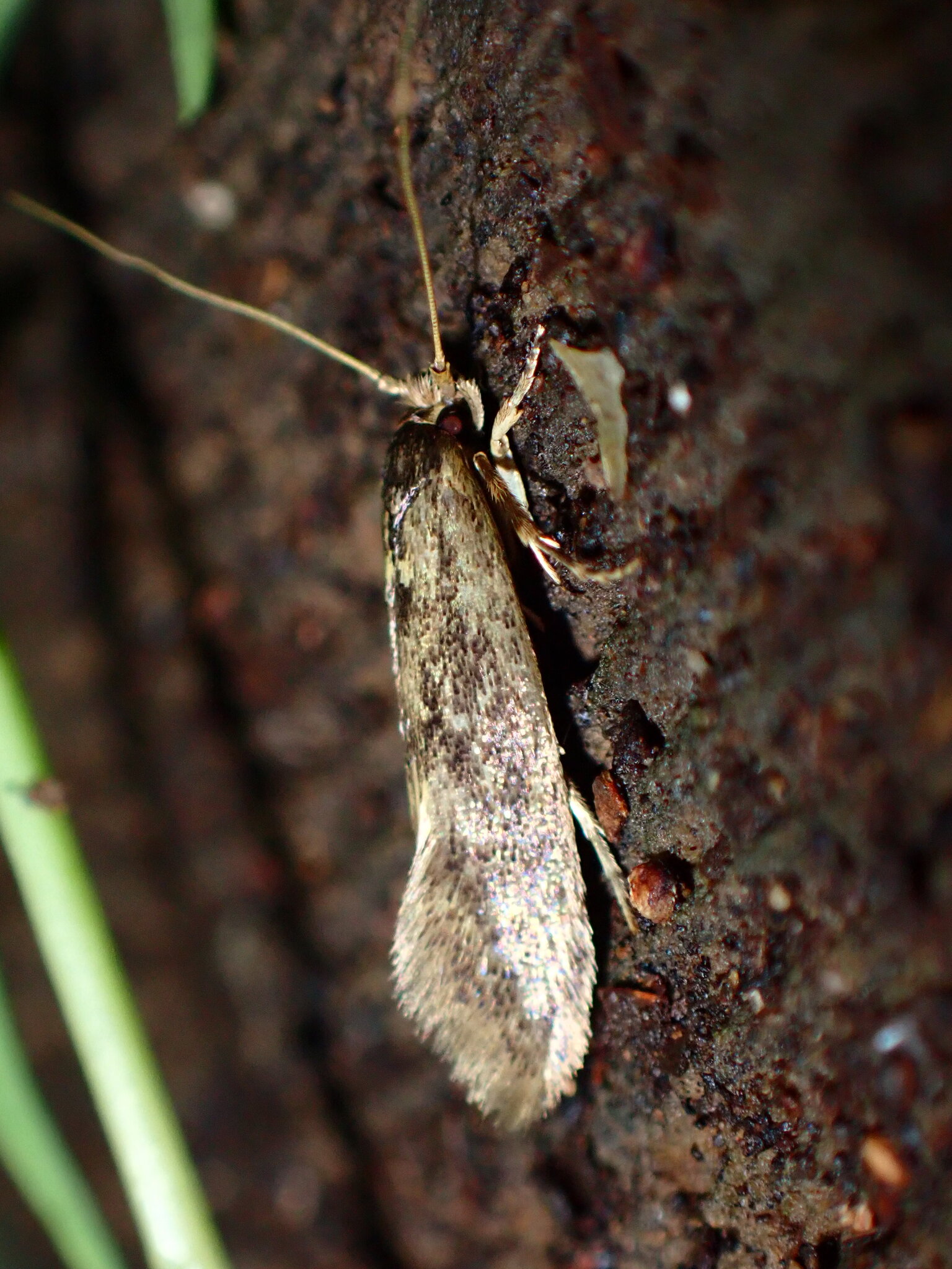 Polilla oscura