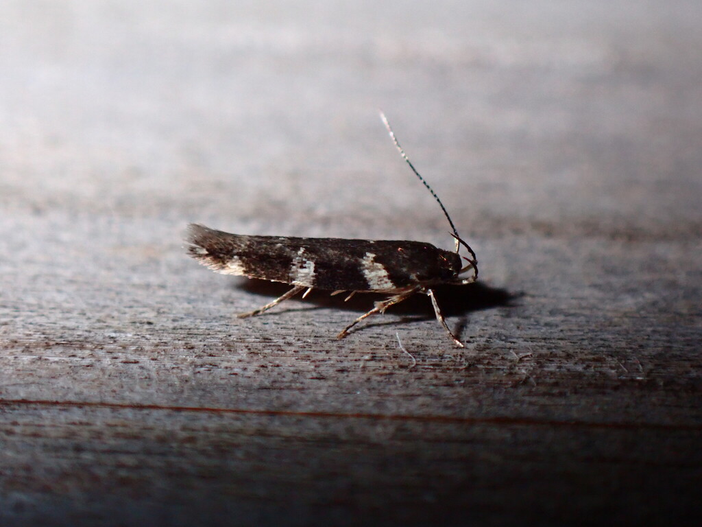 Hodgesiella rhodorrhizella