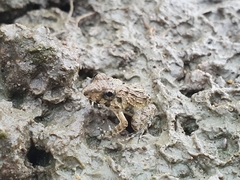 Fejervarya limnocharis