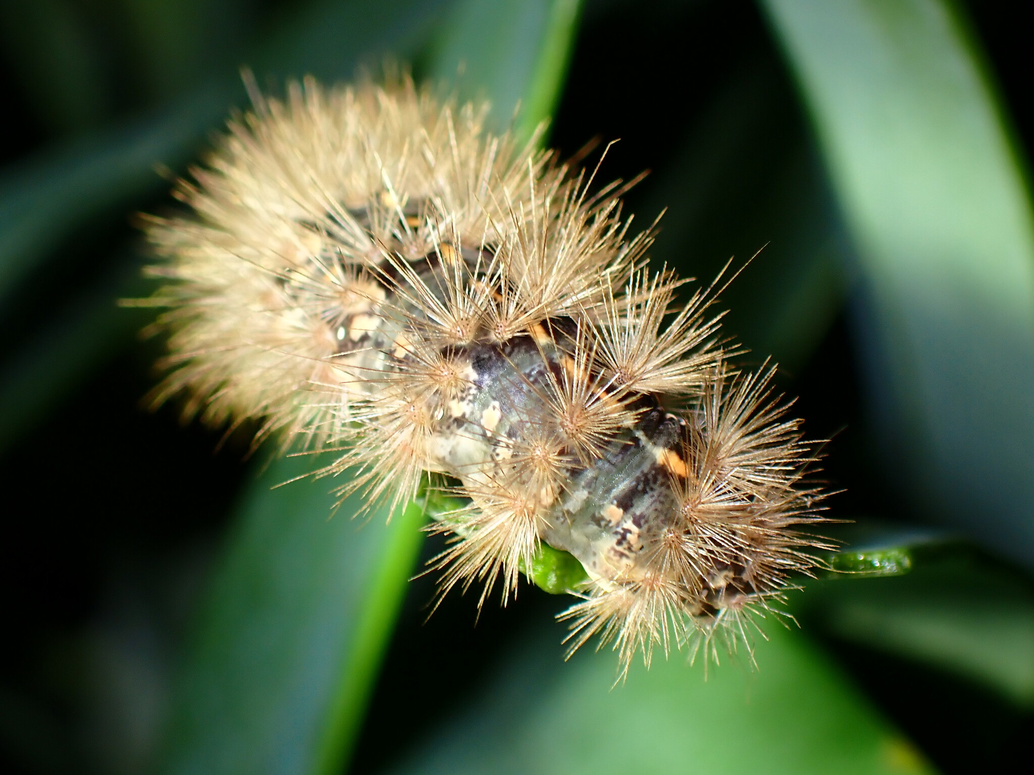 Canararctia rufescens