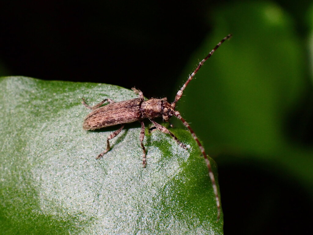 Deroplia annulicornis