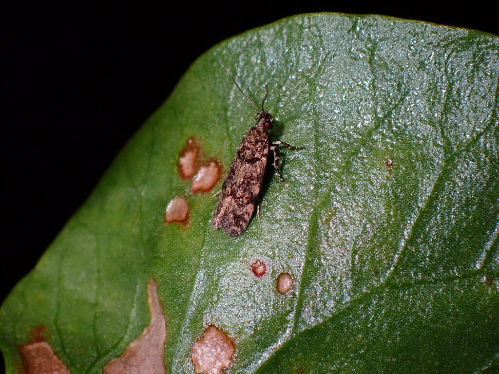 Teleiopsis lunariella