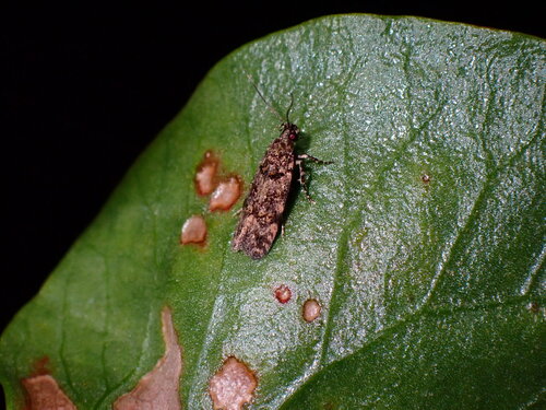Teleiopsis lunariella