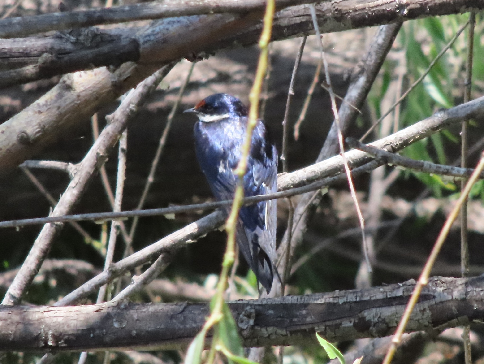White-throated Swallow (Hirundo albigularis), photo 3
