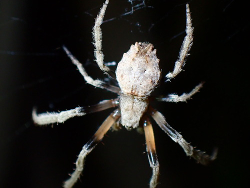 Araneus bufo
