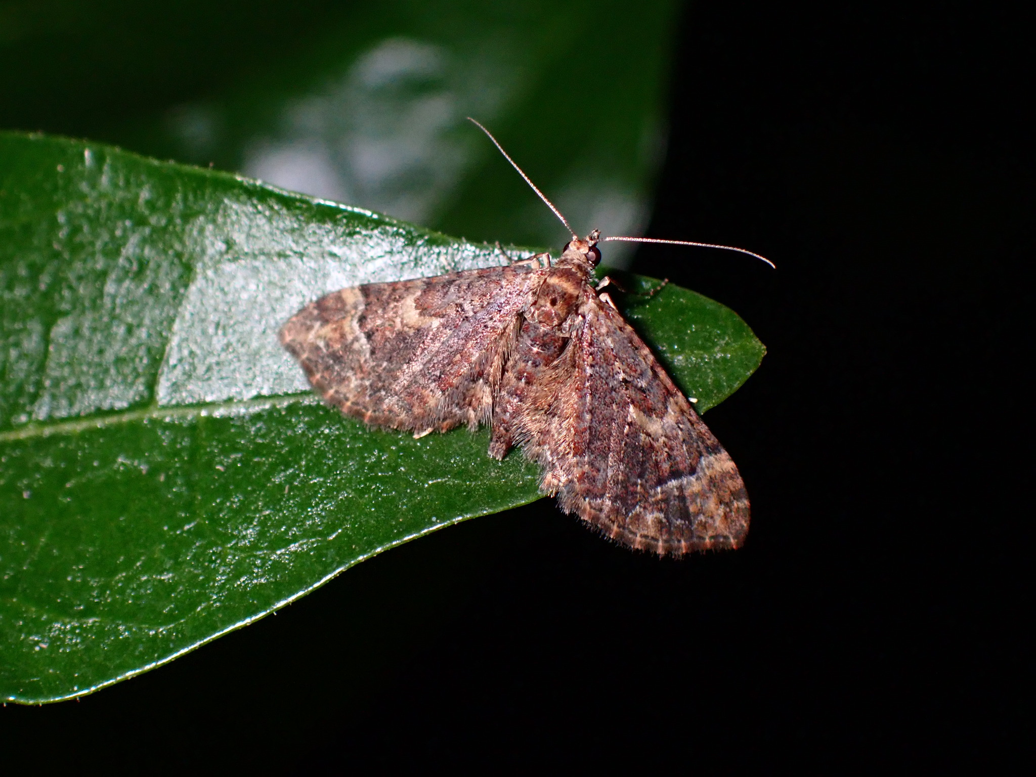 Gymnoscelis insulariata
