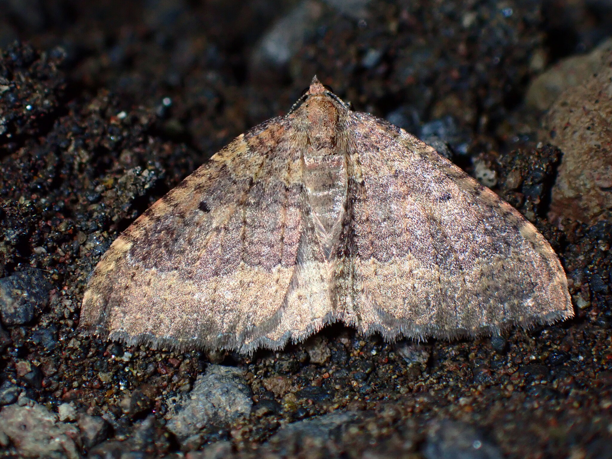 Herbulotina grandis