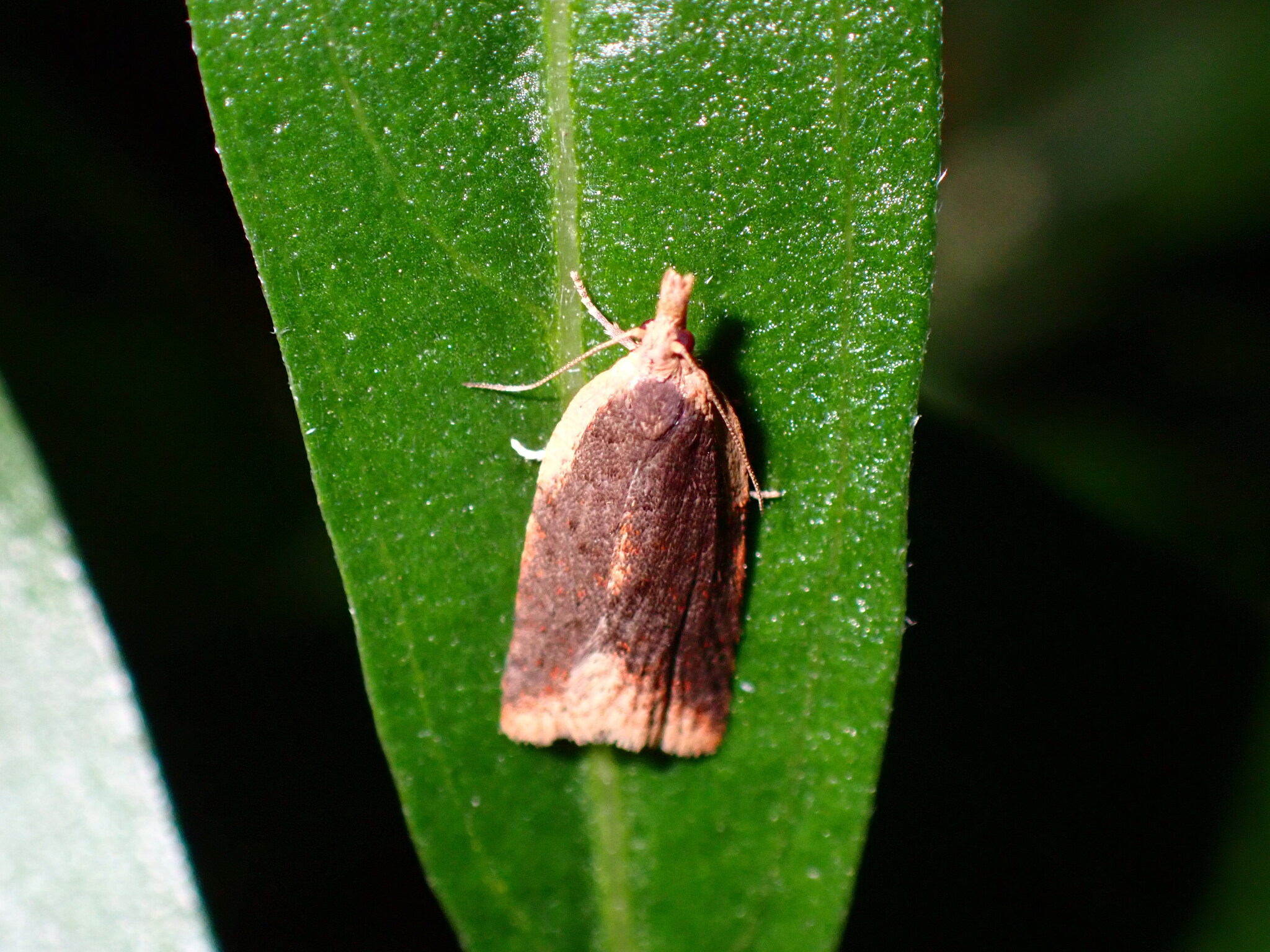 Clepsis canariensis