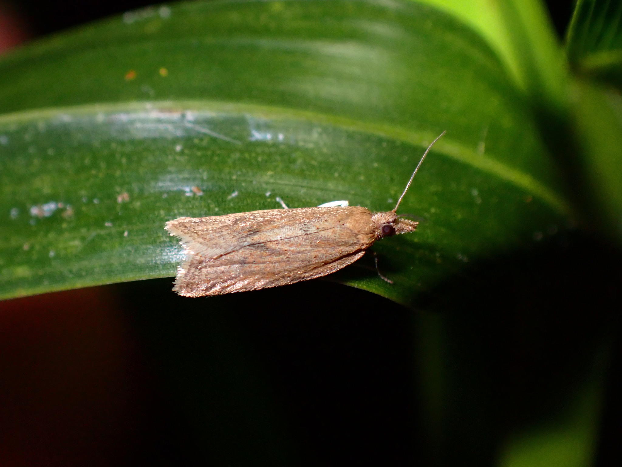 Clepsis coriacana