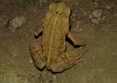 Rhinella crucifer