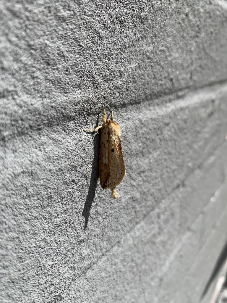 Mangea gemina