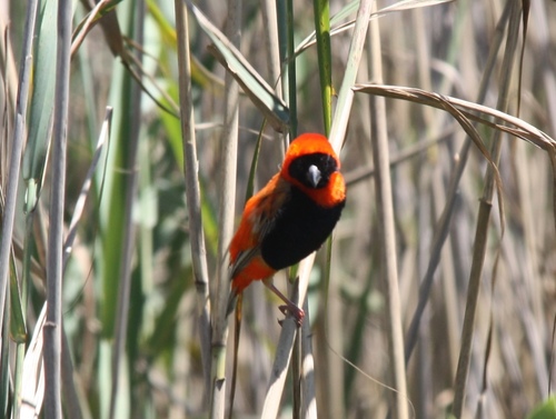 Southern Red Bishop (Euplectes orix), photo 3