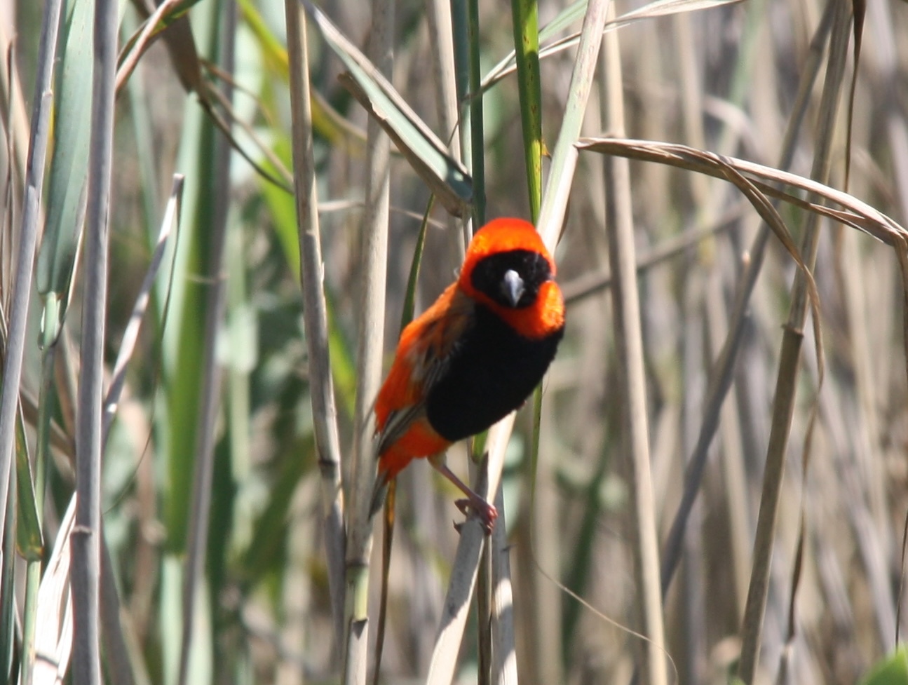 Southern Red Bishop (Euplectes orix), photo 3