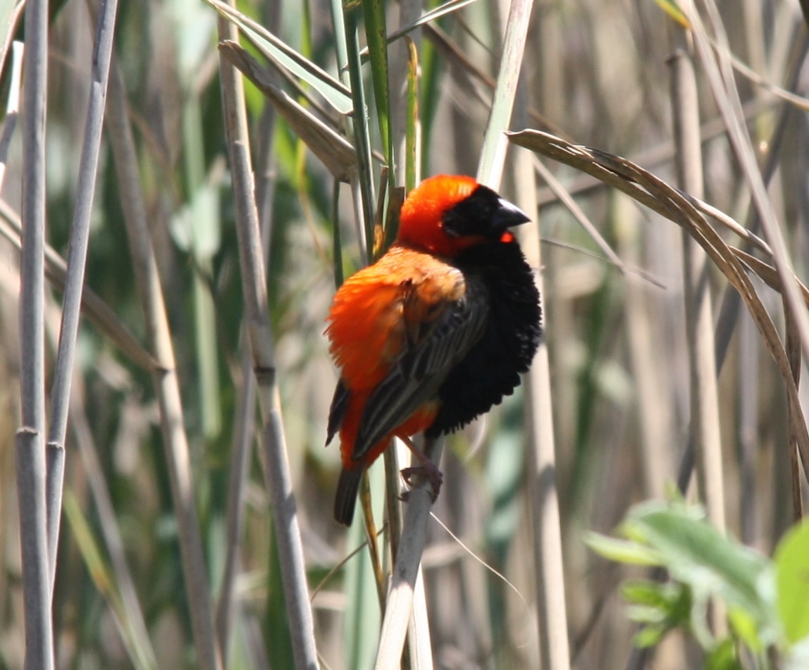 Southern Red Bishop (Euplectes orix), photo 4