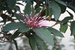 Clerodendrum quadriloculare