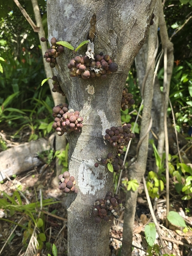 Ficus copiosa observed 2026-01-07