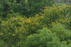 Vachellia karroo