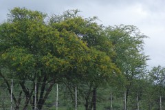 Vachellia karroo