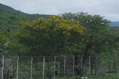 Vachellia karroo