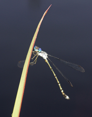 Lestes praemorsus decipiens