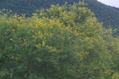 Vachellia karroo