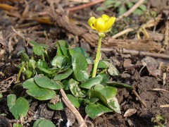Ficaria verna calthifolia