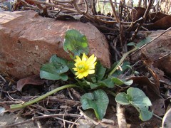 Ficaria verna calthifolia