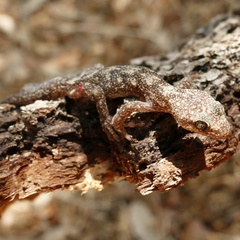 Euleptes europaea