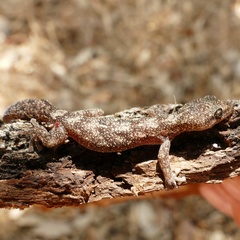 Euleptes europaea