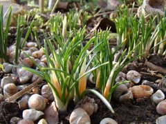Crocus ancyrensis