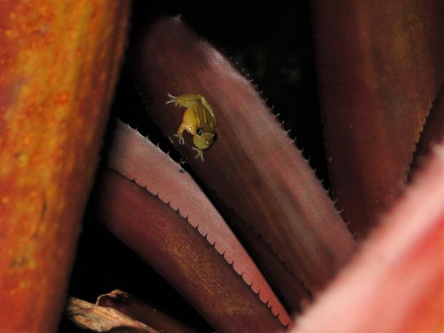 Santa Ines Snouted Treefrog, Scinax auratus