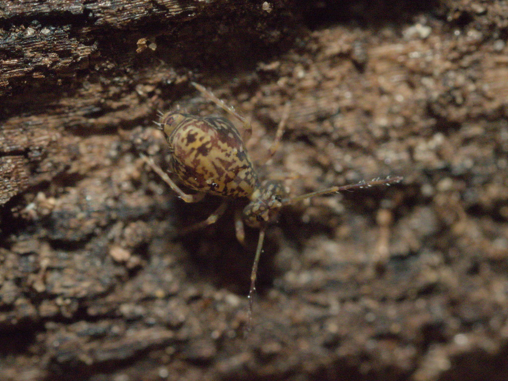 Ptenothrix renateae