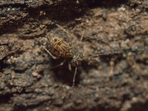 Ptenothrix renateae