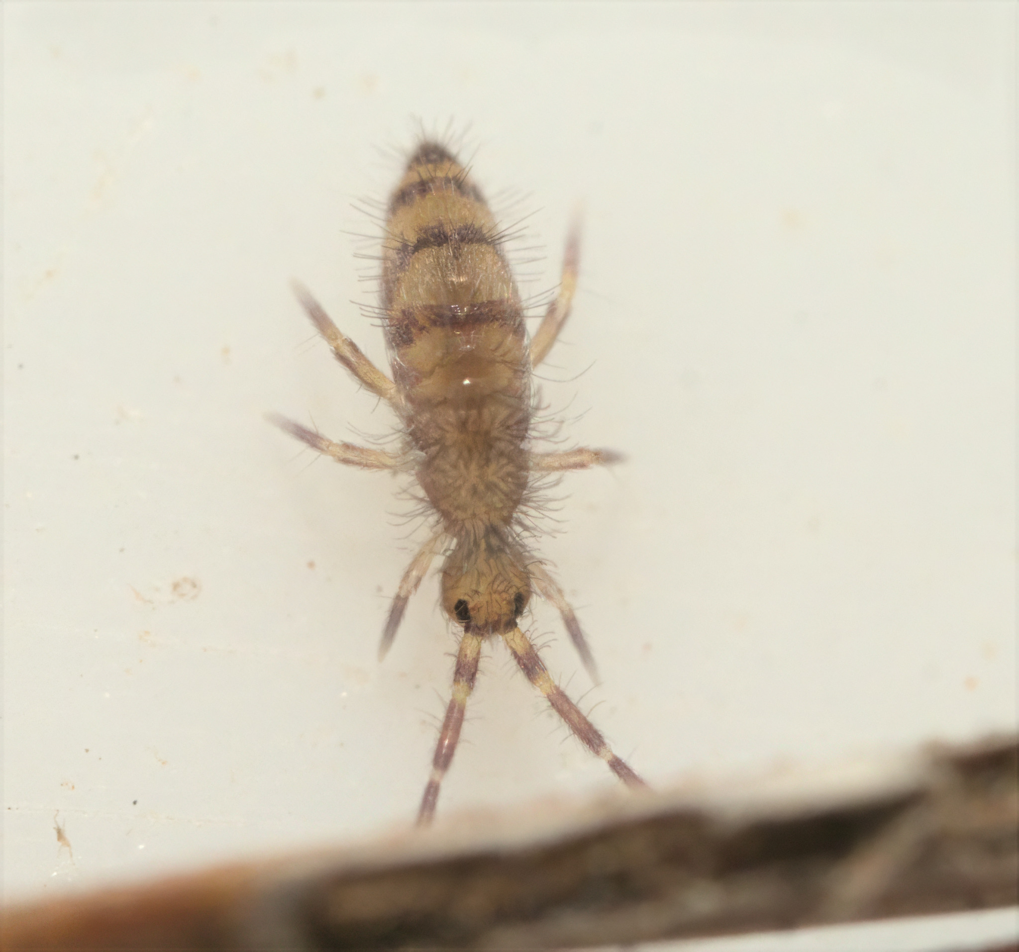 Homidia sauteri (C.Börner, 1909)