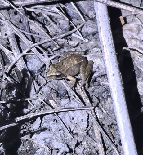 Dybowski's Frog