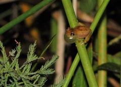 Dendropsophus branneri