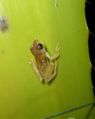 Dendropsophus branneri