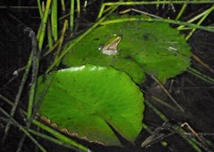 Lithobates palmipes