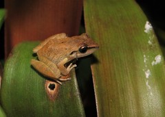 Pristimantis ramagii