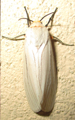 Ustjuzhania lineata